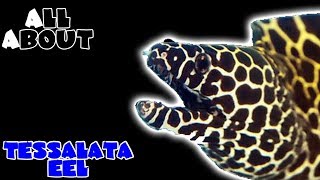 All About The Tessalata Eel or Honeycomb Eel or Leopard Eel [upl. by Tutt]