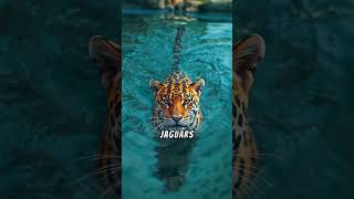 5 Facts about Jaguars facts animals cats jaguar [upl. by Lynnell132]