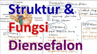 Struktur dan Fungsi Diensefalon  Hipotalamus Talamus dan Epitalamus [upl. by Kilar]