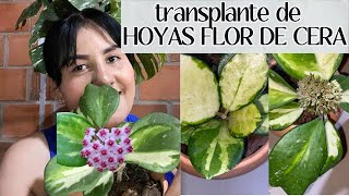 transplantando HOYAS FLOR DE CERAtrasplantando juntos hoyas carnosas [upl. by Goldy802]