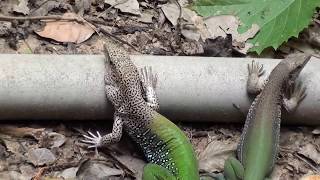 LAGARTOVERDE AMEIVA AMEIVA SOUTH AMERICAN GROUND LIZARD CALANGOBICODOCE CALANGOVERDE [upl. by Rayner]