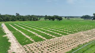 Midville GA  July 15 2024  Peanut Plots 2 [upl. by Kalikow]