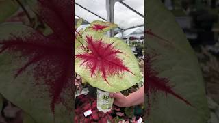 Gardening Tip  Caladium [upl. by Osner386]