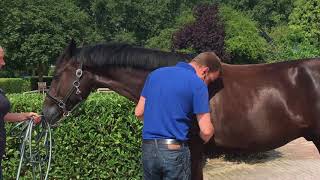 Prepurchase examination of a horse in Holland [upl. by Wesle256]