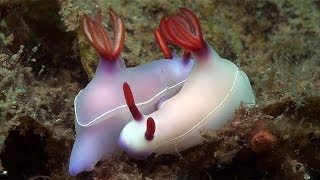 Mucky Secrets  Part 19  Sea Slugs Feeding amp Mating  Lembeh Strait [upl. by Rentsch]