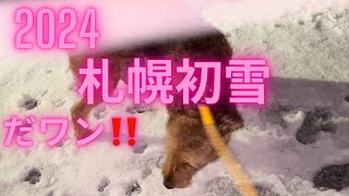 ヘナチョコKuuさんとチャン太郎君❗️2024札幌初雪だワン‼️ [upl. by Ayocal]