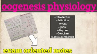 oogenesis phase events clinical correlation physiology [upl. by Akenn475]