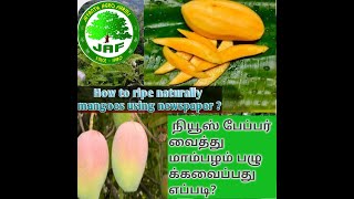 How to ripe mangoes faster quickly using newspaper [upl. by Hsivat]