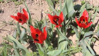 Tulipa agenensis  Cyprus  Cyprus Red Data Book [upl. by Barker]