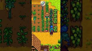 Jak odblokować kasyno w Stardew Valley [upl. by Mosenthal21]