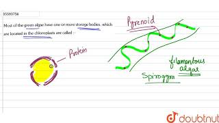 Most of the green algae have one or more storage bodies which are located in the chlo [upl. by Sungam]