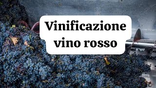 COME FARE IL VINO ROSSO IN CASA EP 2 LA VINIFICAZIONE [upl. by Amlas451]