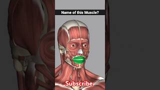 orbicularis oris muscle anatomy  orbicularis oris foryou shorts [upl. by Ranitta]