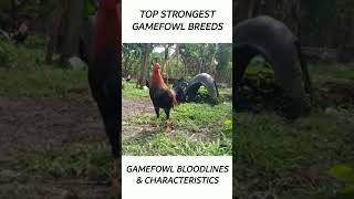 Top Gamefowl of the year 2024 short gamefowl rooster [upl. by Mortie]