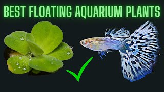 5 Best Floating Aquarium Plants for Guppy Fish [upl. by Marylin696]