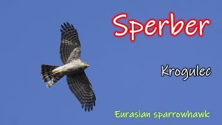 SPERBER im Flug [upl. by Ahens]