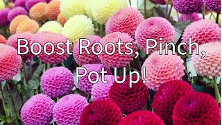 How to Boost Roots Pinch and Pot Up Dahlia Seedlings For Strong Plants [upl. by Ventura]