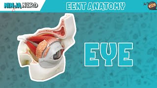 Special Senses  Eye Anatomy with Extraocular Muscles  Model [upl. by Crescen]