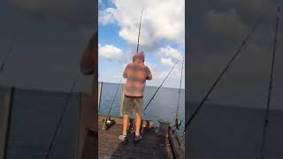 king fishing in Cornwallis wharf [upl. by Boak740]