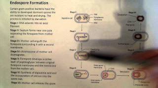 Endospore Formation [upl. by Ansley]