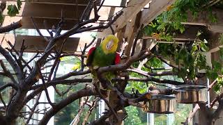 Yellowheaded amazon parrot at the Indianapolis Zoo [upl. by Anilorak521]