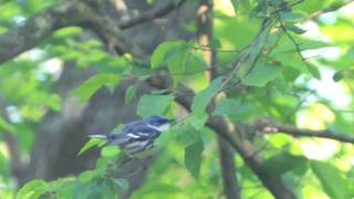 Cerulean Warbler [upl. by Trebornhoj]