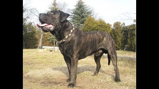 WEDEKIND DE LA ARENA presa canario dogo canario schutzhund ipo k9 alano AVD eV [upl. by Nyvets]