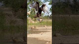 Eagle fly down hunt Quails herd for their food amazing [upl. by Adas213]