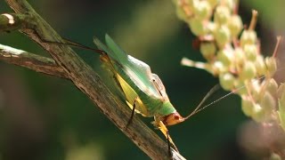 Katydid Stridulating [upl. by Wager]