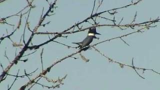 Belted Kingfisher [upl. by Web507]