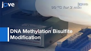 DNA Methylation Bisulfite Modification And Analysis [upl. by Naicul]