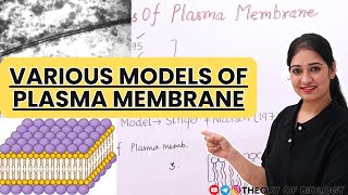 MODELS OF PLASMA MEMBRANE STRUCTURECELL BIOLOGY NEETCLASSXICBSEICSE BOARD [upl. by Donnelly]