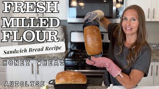 Fresh Milled Flour Sandwich Bread  Soft Honey Whole Wheat Bread Recipe  Autolyze Method [upl. by Ait622]