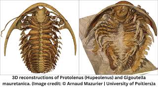 508MillionYearOld “Pompeii” Trilobite Fossils Show NeverBeforeSeen Features [upl. by Roath978]