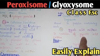 Peroxisome  Glyoxysome  Structure  Class 11 Biology [upl. by Nohtan391]