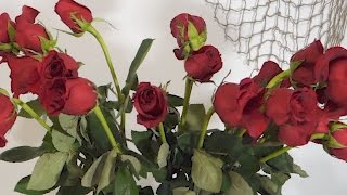 How To Revive Wilted Roses Time Lapse [upl. by Nosral]