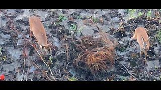 A small flock of roe deer from a birds perspective [upl. by Earised]