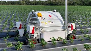 Thorvald driving autonomously in strawberry field in Florida [upl. by Llenad187]