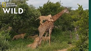 Rare Video Shows Lion Pride Try to Slay a FullGrown Giraffe  Nat Geo Wild [upl. by Hayse]