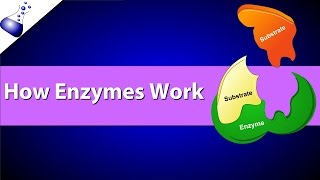 How Enzymes Work [upl. by Sherfield741]