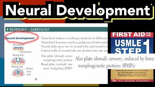 Neural Development  Neuroembryology neural tube development in HindiUrdu by first aid for USMLE [upl. by Pickering928]