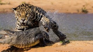 Video of Jaguar Attacking Caiman Crocodile [upl. by Loos]