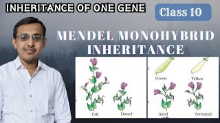 Inheritance of one geneMendel Monohybrid Ratio Class 10Class 12Law of Dominance [upl. by Neesay]