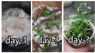 HOW TO GROW PAPERBARK CAJUPUT OIL TREE FROM SEED [upl. by Ennazus86]