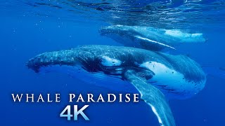 Whale Paradise 4K  1HR Underwater Ambient Nature Relaxation™ Film  Music for Stress Relief Sleep [upl. by Sitof]