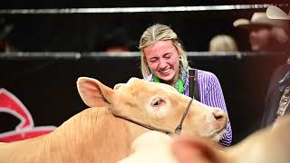 San Antonio Livestock Show 2024 Market Steer Grand Drive Highlight [upl. by Coshow]