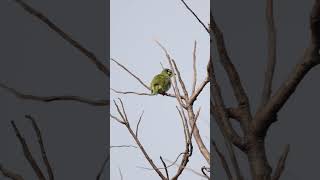 Coppersmith barbet birds peacefulmoments morningvibes [upl. by Sheehan]