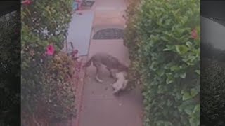 Coyote attacks dog in Shadow Hills neighborhood [upl. by Ysle207]