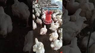 poultry farm video live 🐔🐔  poultry farm  poltry from business plan [upl. by Ennayrb]