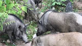 Wild Boars Eat Food In The Wild wildboar boars wildlife wildanimals viraltrending viralvideo [upl. by Ardua414]